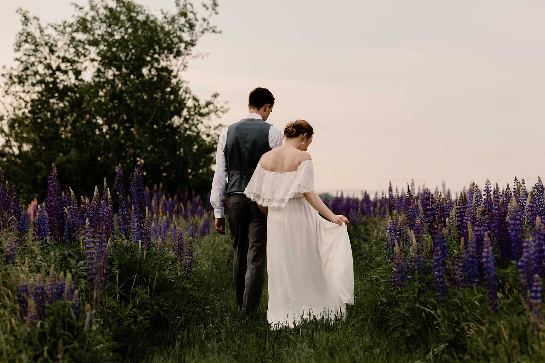 couple walking in a lupine wildflower field in the north east