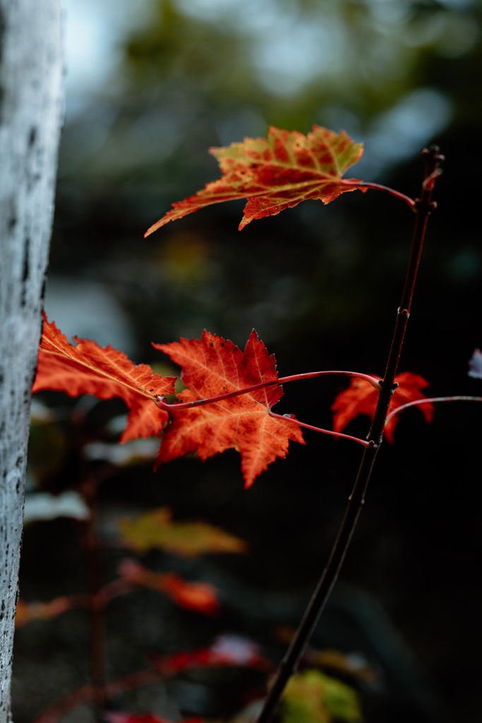 Fall Foliage in Acadia National Park