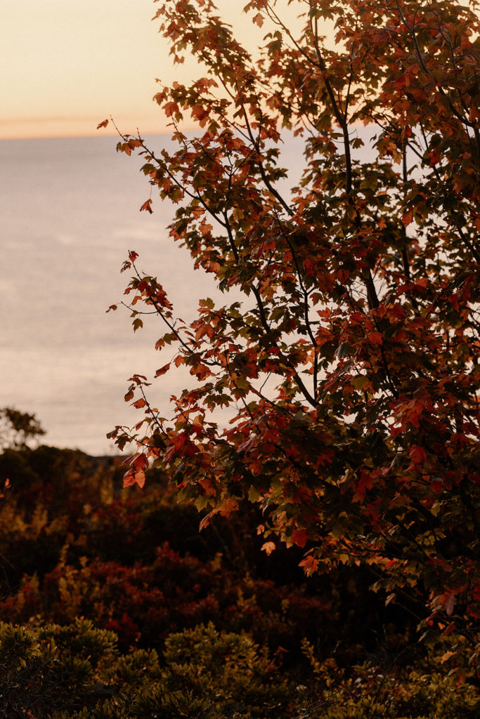 autumn tree Acadia