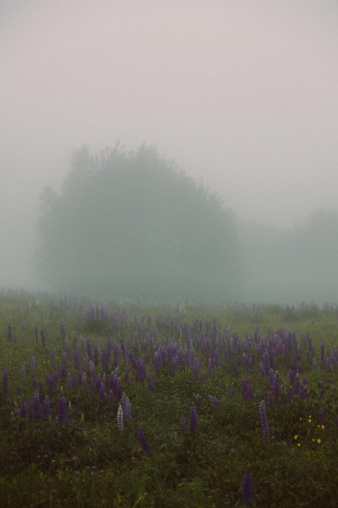 Maine's Wild Lupines