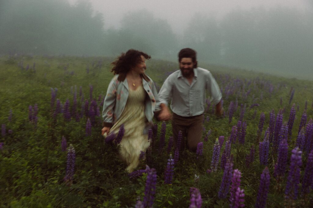 Maine's Wild Lupines
