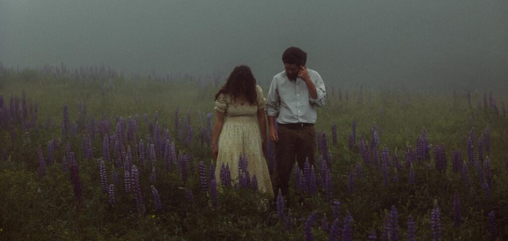 Maine's Wild Lupines
